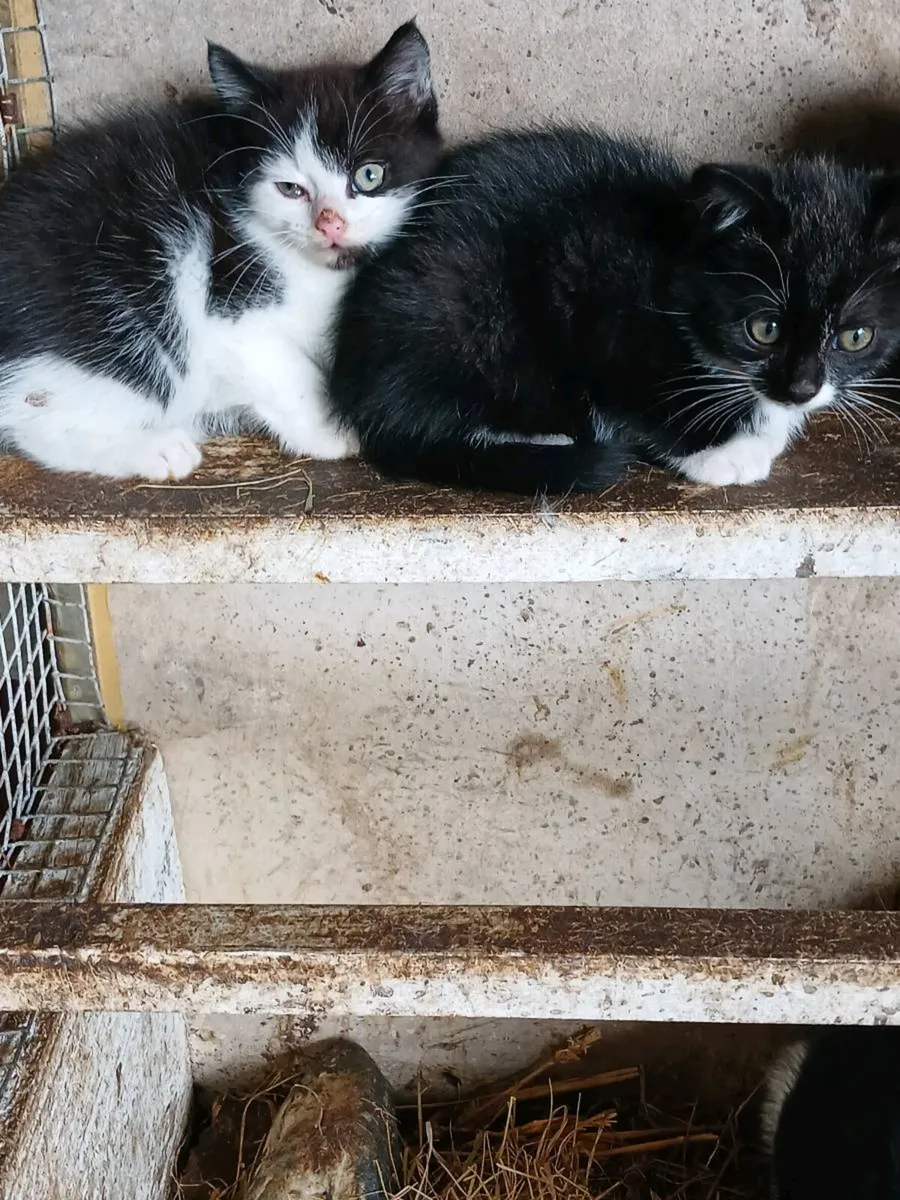 4 Beautiful Kittens looking for a good home - Image 3