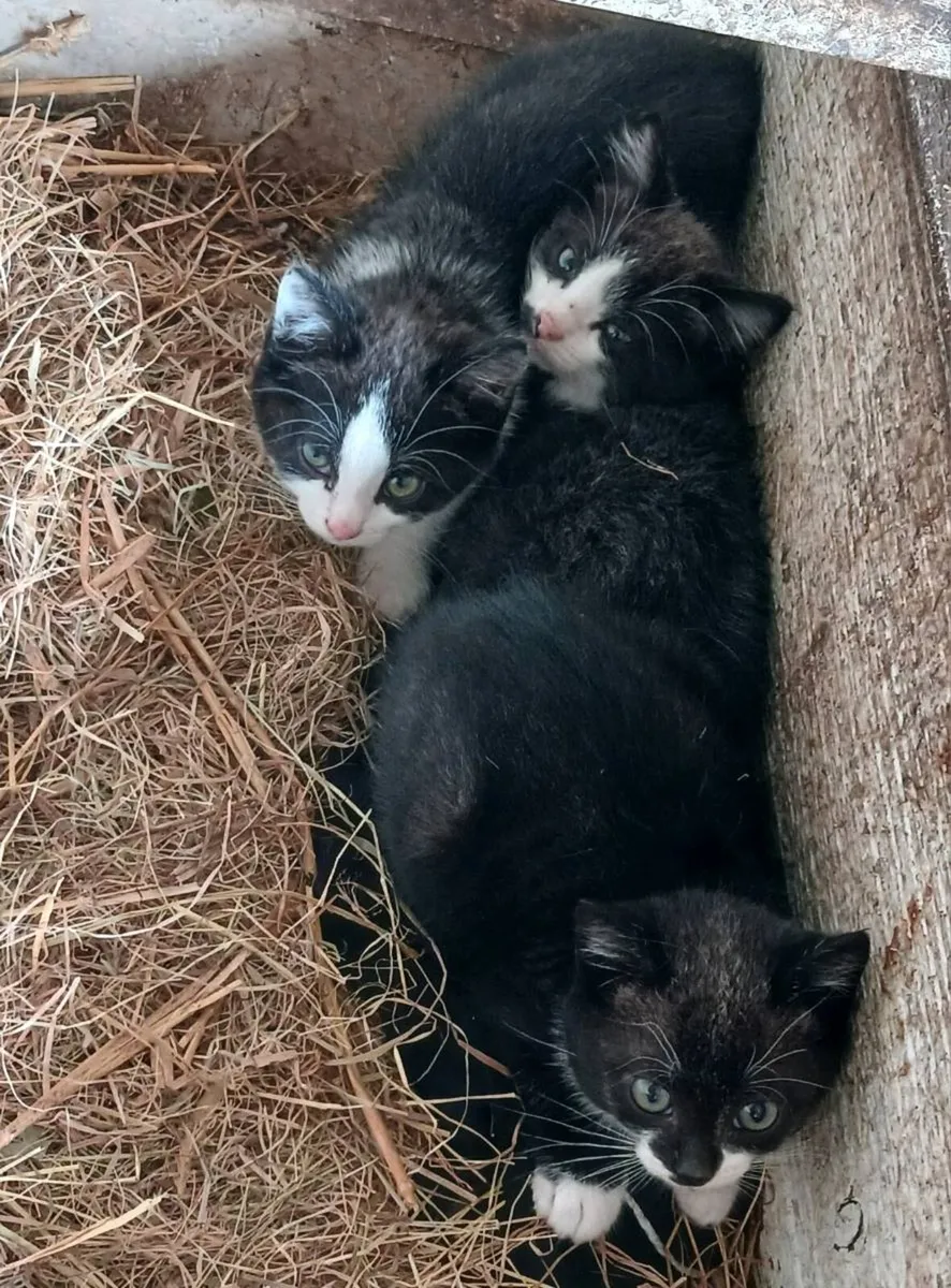 4 Beautiful Kittens looking for a good home - Image 2