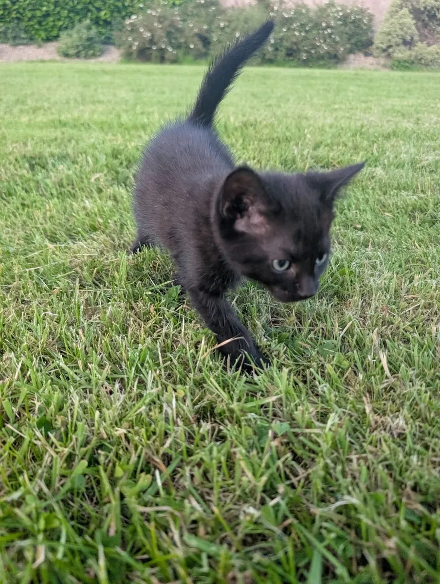 Kittens - Image 1