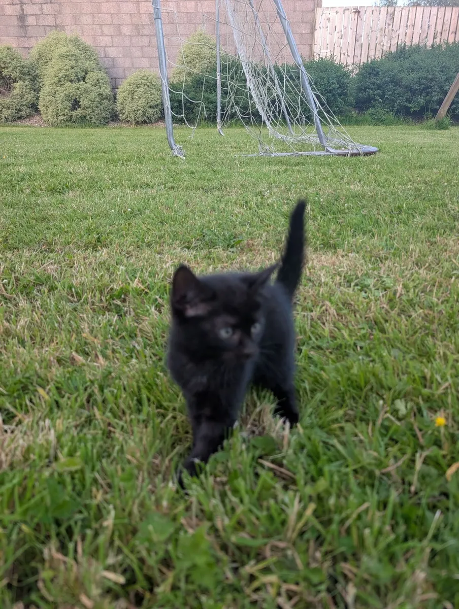 Kittens - Image 2