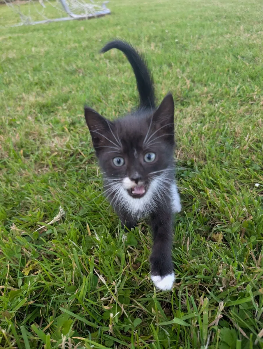 Kittens - Image 3