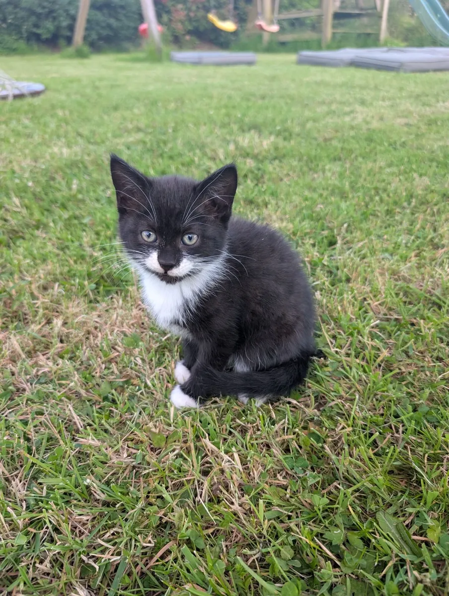 Kittens - Image 4