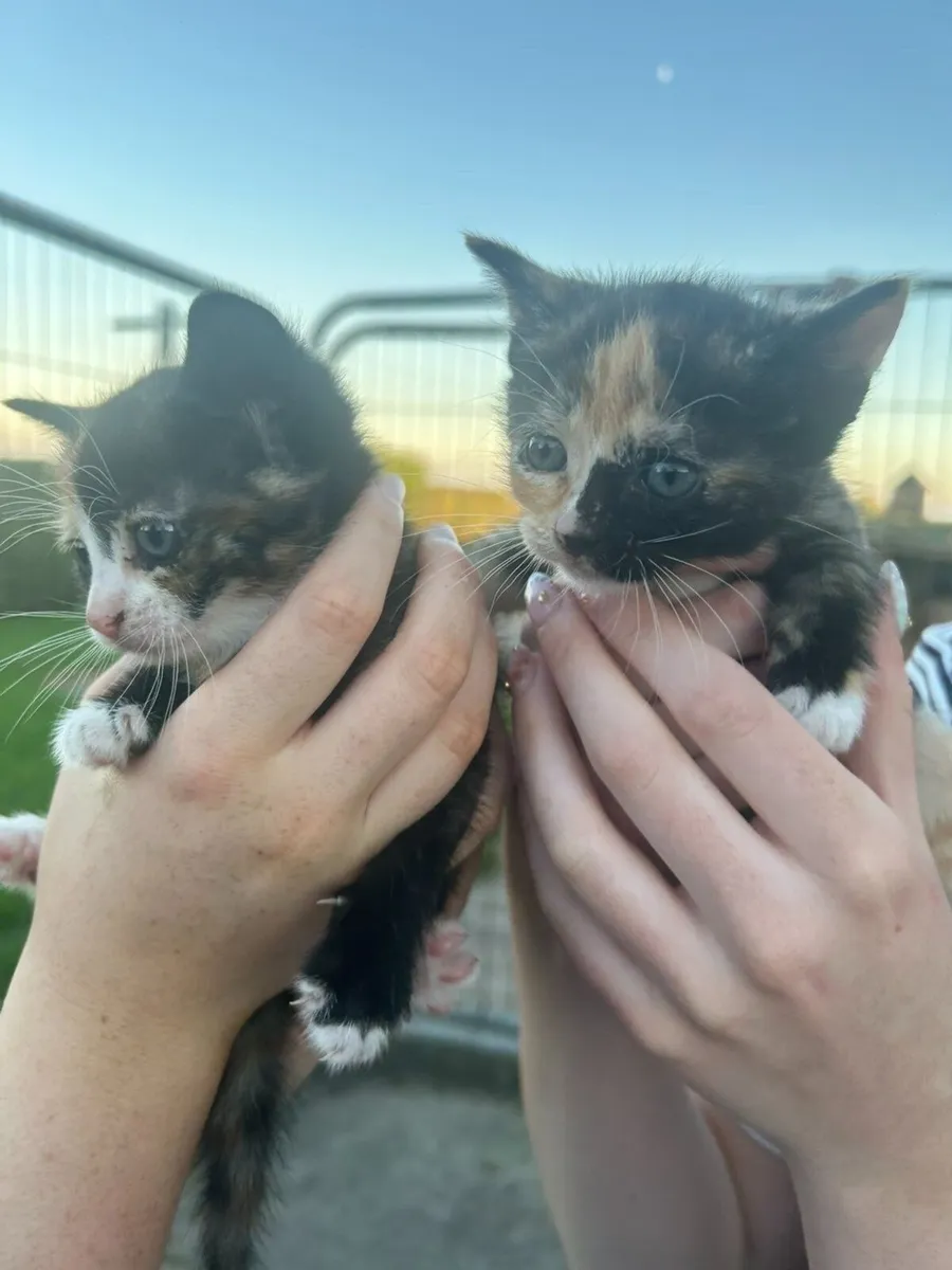 FREE KITTENS - Image 2