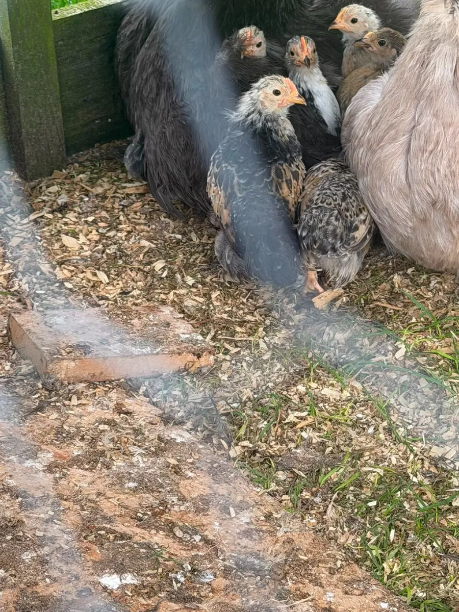Bantam Chicks - Image 3