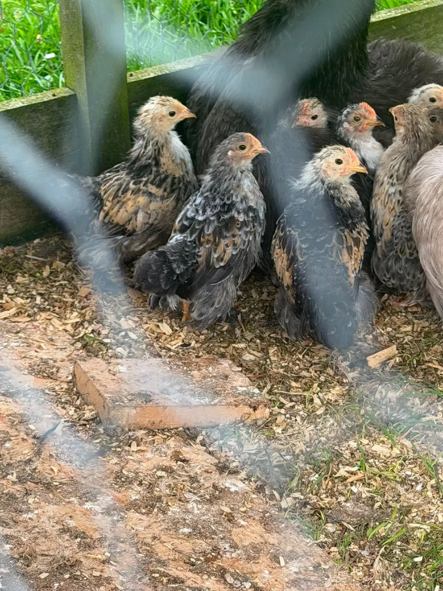 Bantam Chicks - Image 2