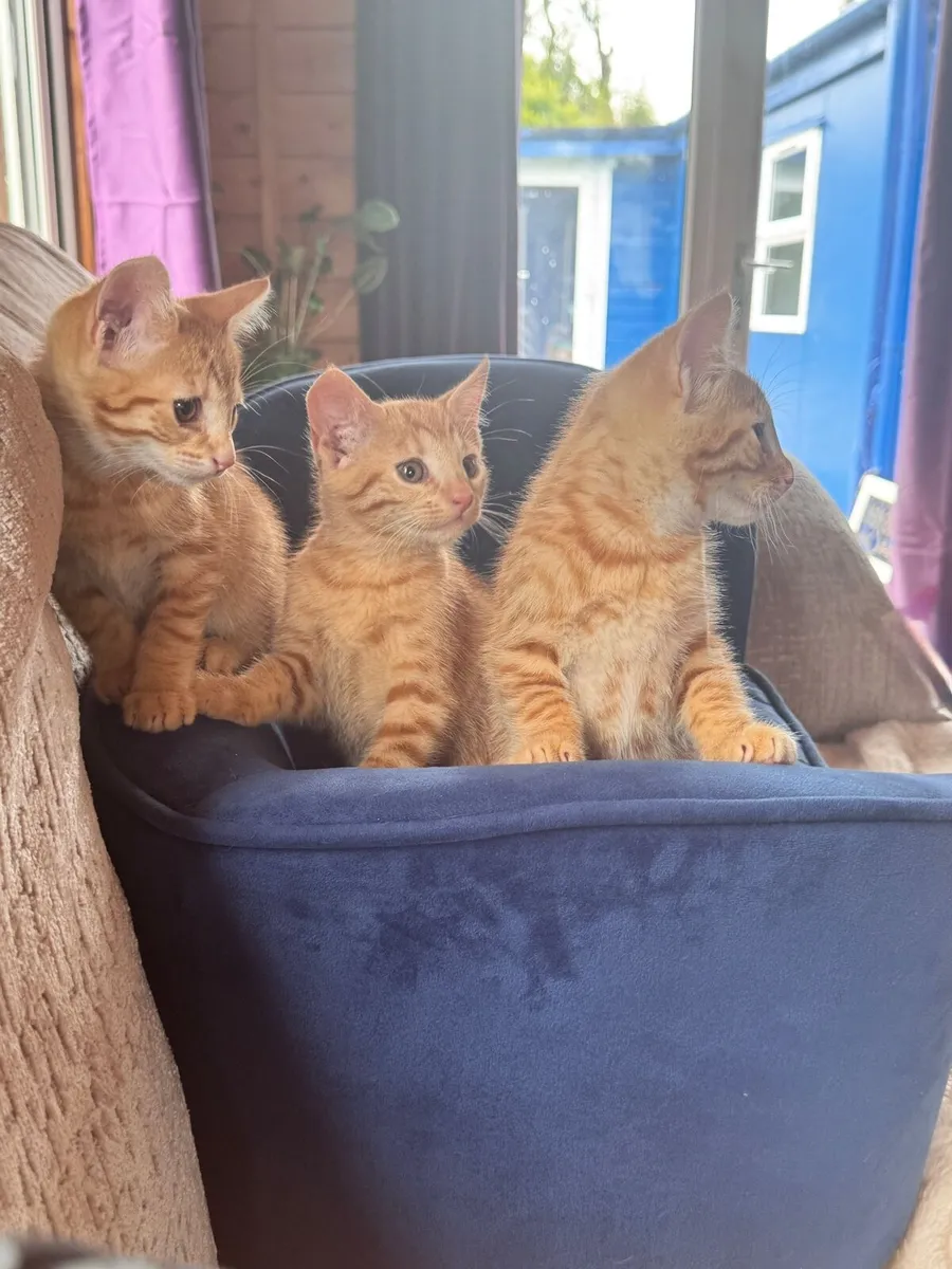 Bengal kittens for sale - Image 1