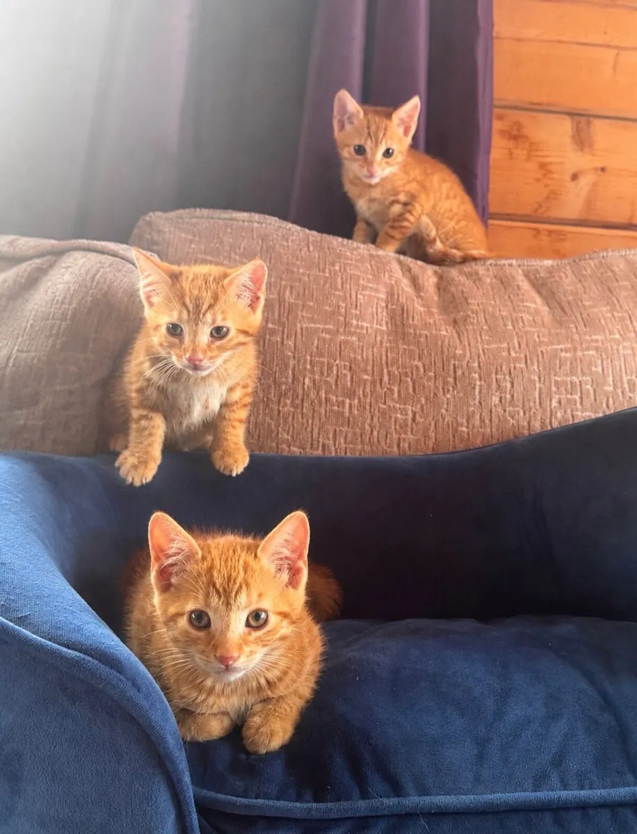 Bengal mix kittens for sale - Image 1