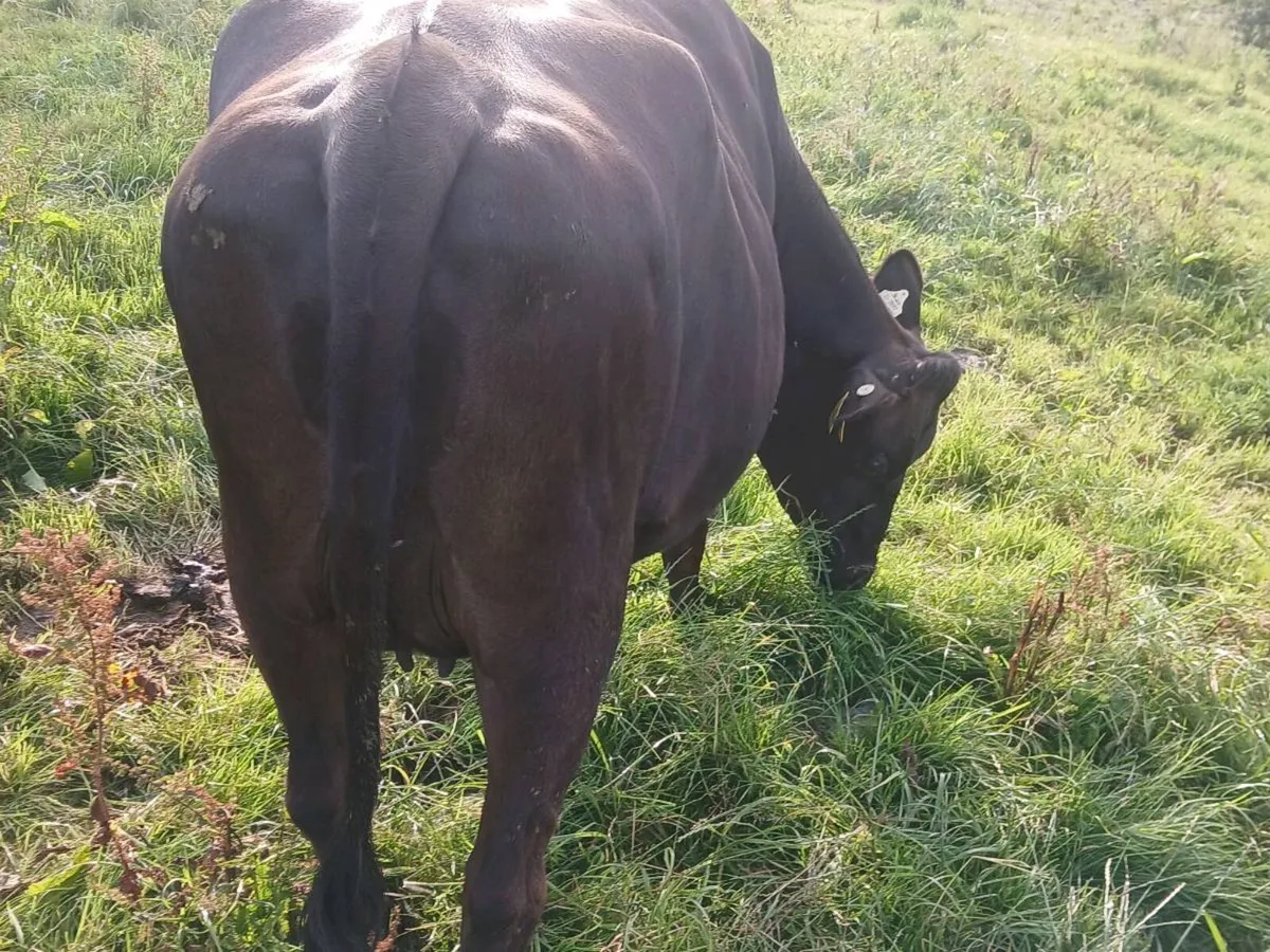 Incalf heifer(calving soon) - Image 2