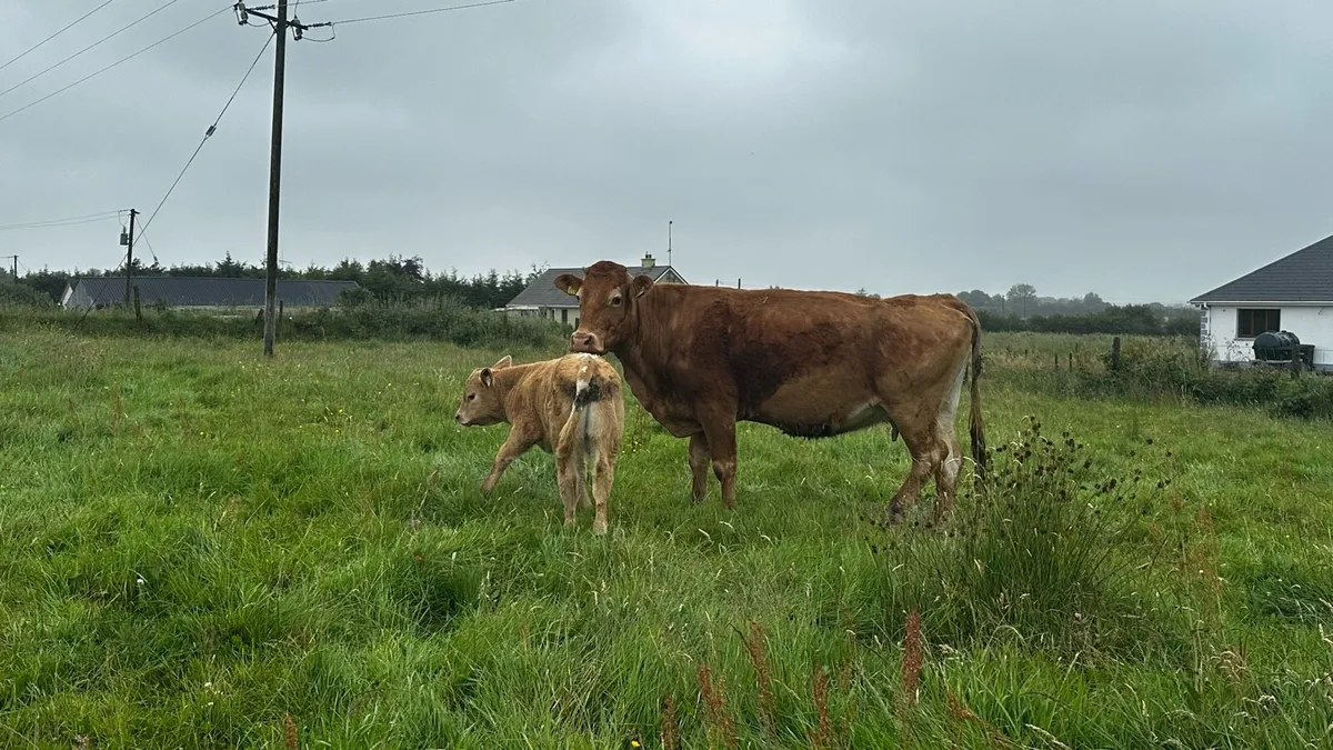 3 Suckler Cows with Charolais Calves at foot - Image 1