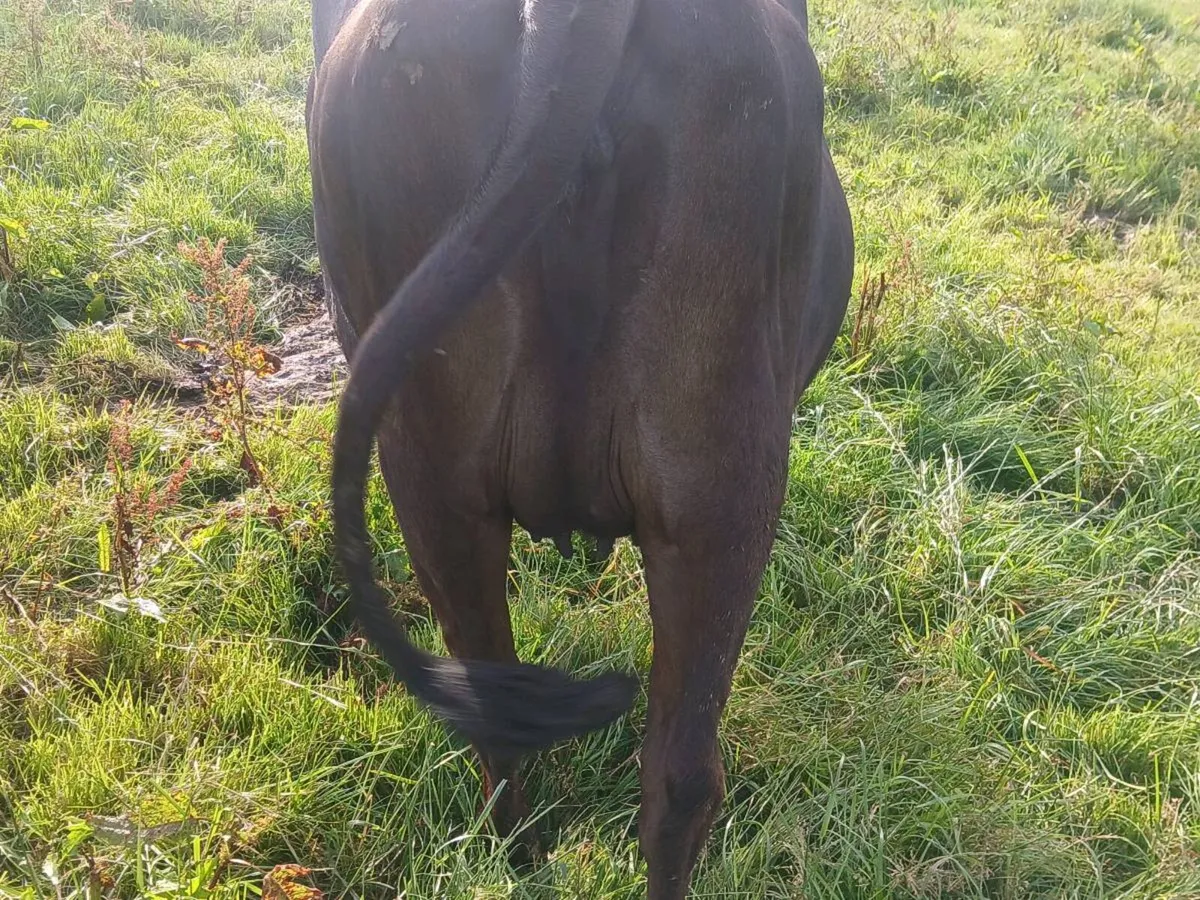Incalf heifer(calving soon) - Image 3