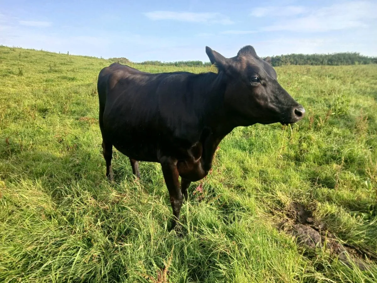Incalf heifer(calving soon) - Image 4