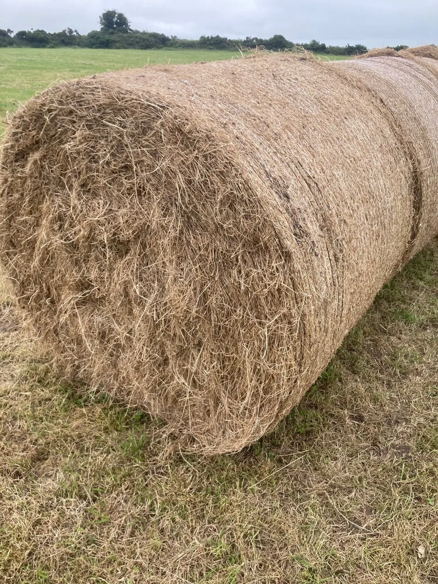 Hay bales - Image 1