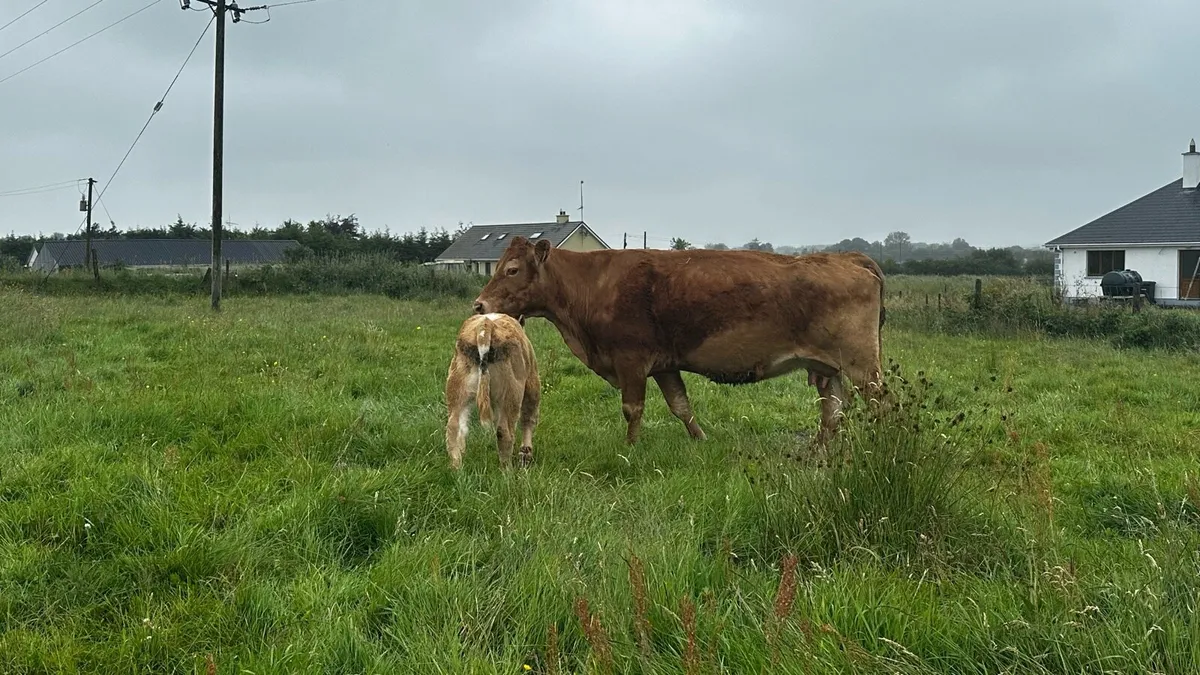 3 Suckler Cows with Charolais Calves at foot - Image 2