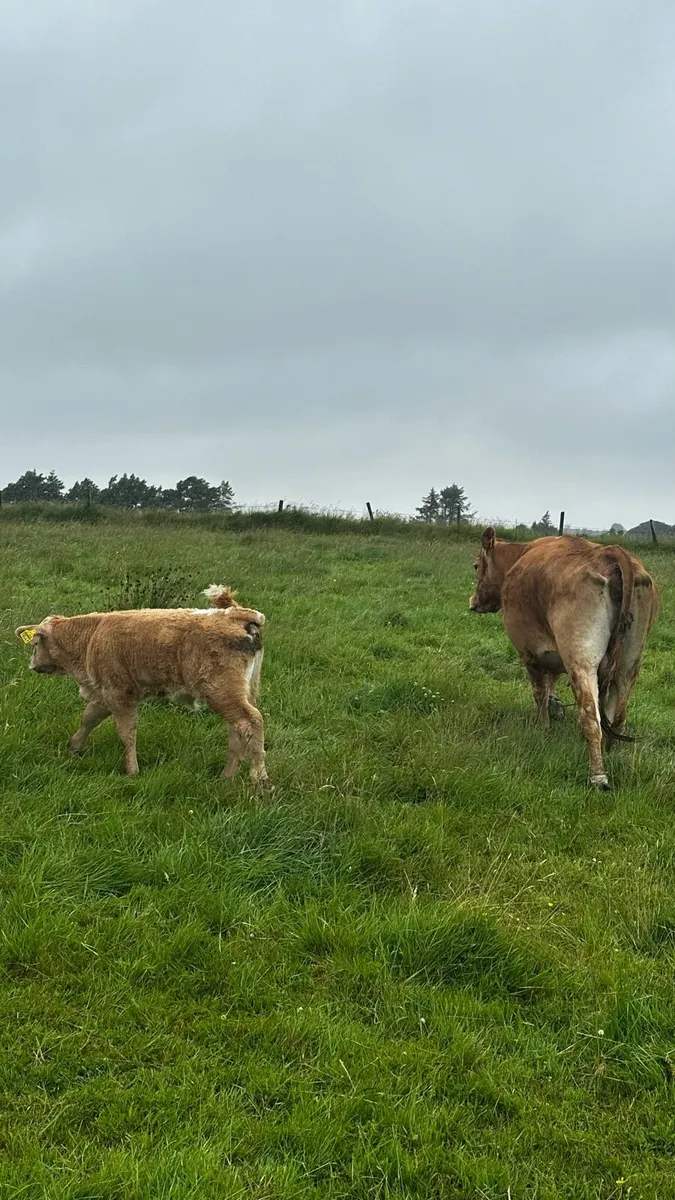 3 Suckler Cows with Charolais Calves at foot - Image 3