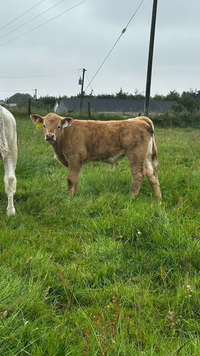 3 Suckler Cows with Charolais Calves at foot - Image 4