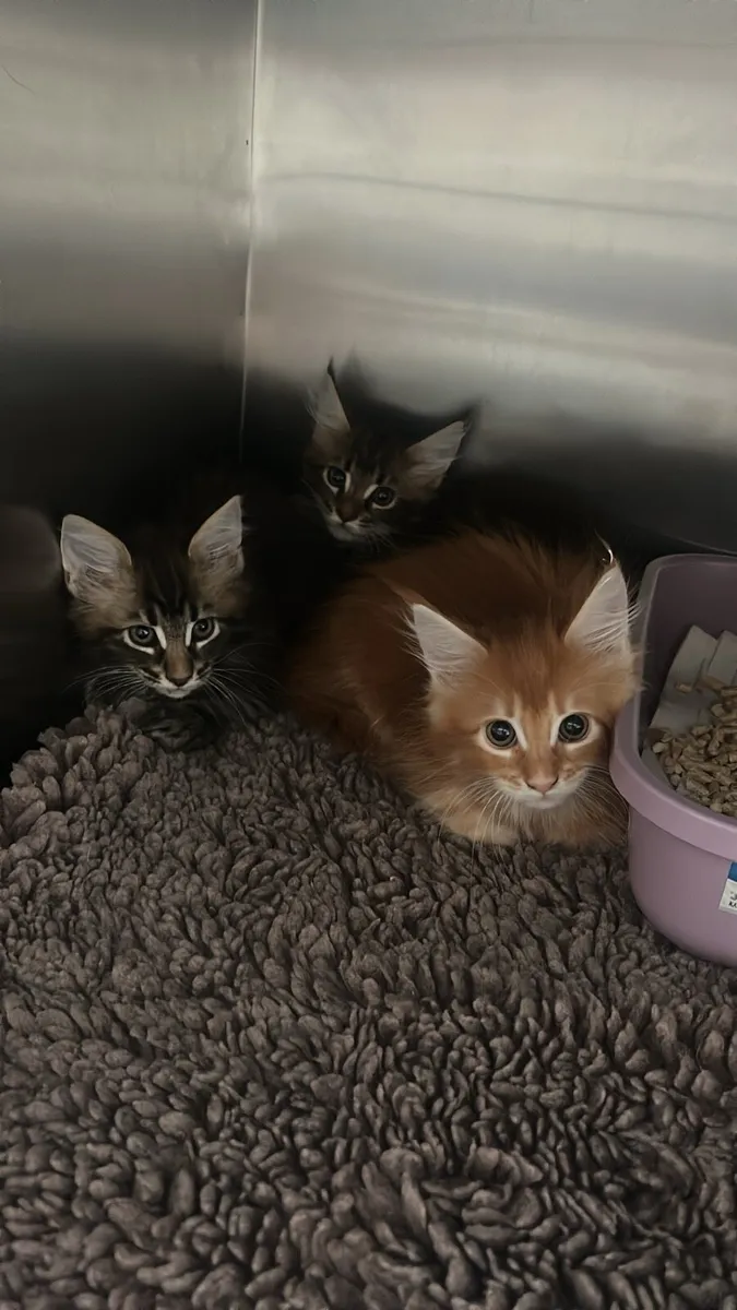 Maine coon kittens - Image 1