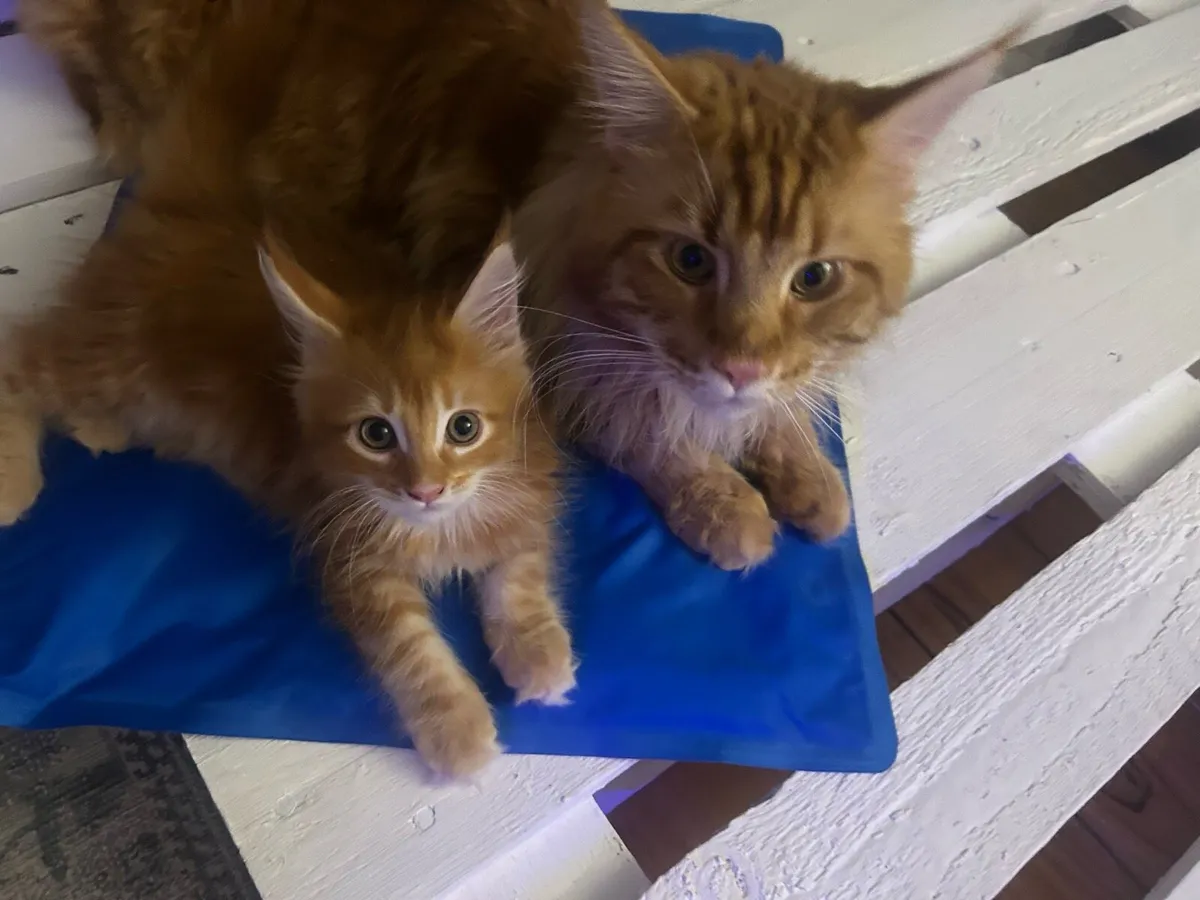Maine coon kittens - Image 2