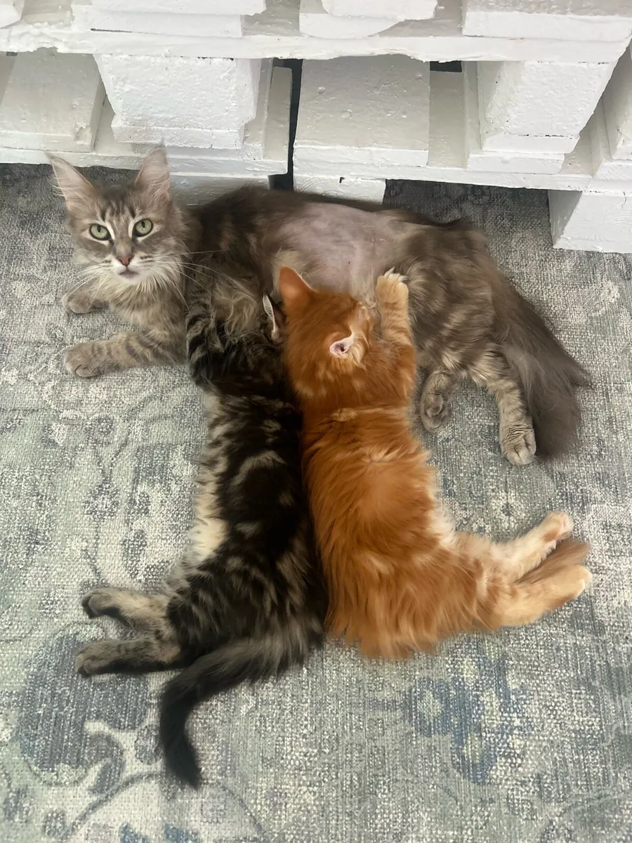 Maine coon kittens - Image 3