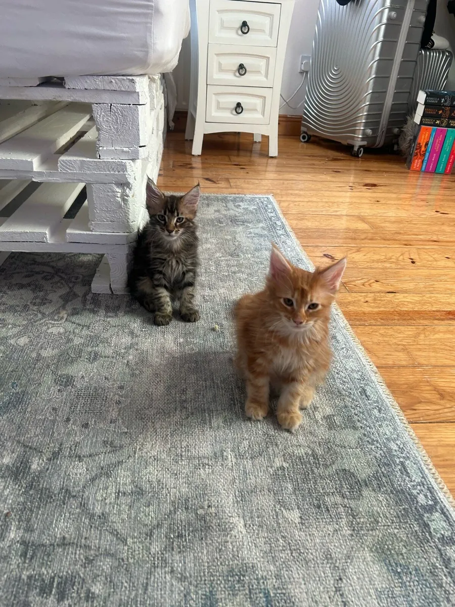Maine coon kittens - Image 4