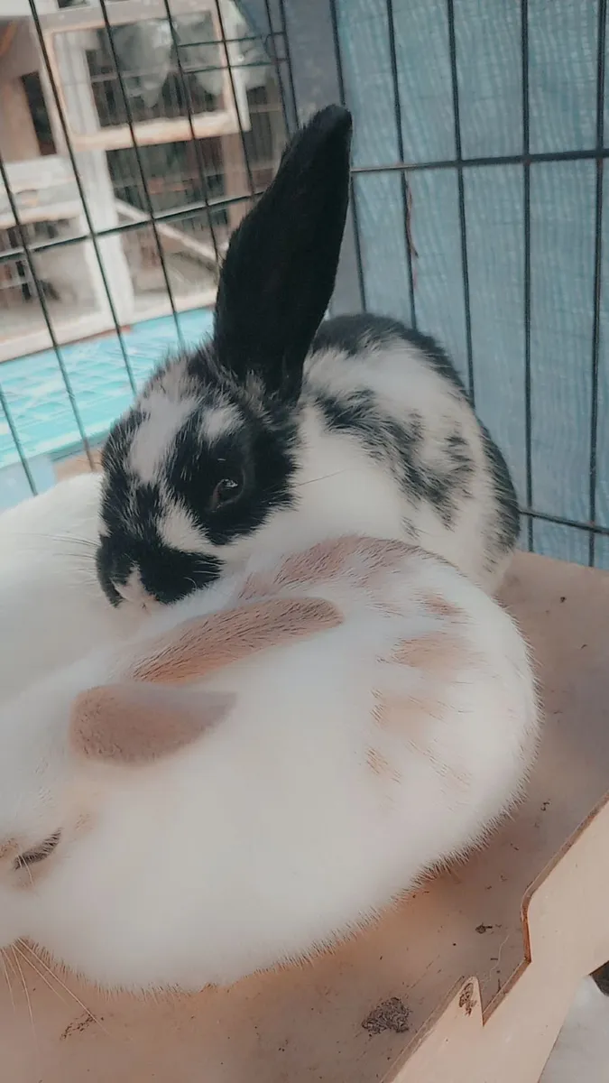 Rabbit also have full bred Mini Lops text for thos - Image 1
