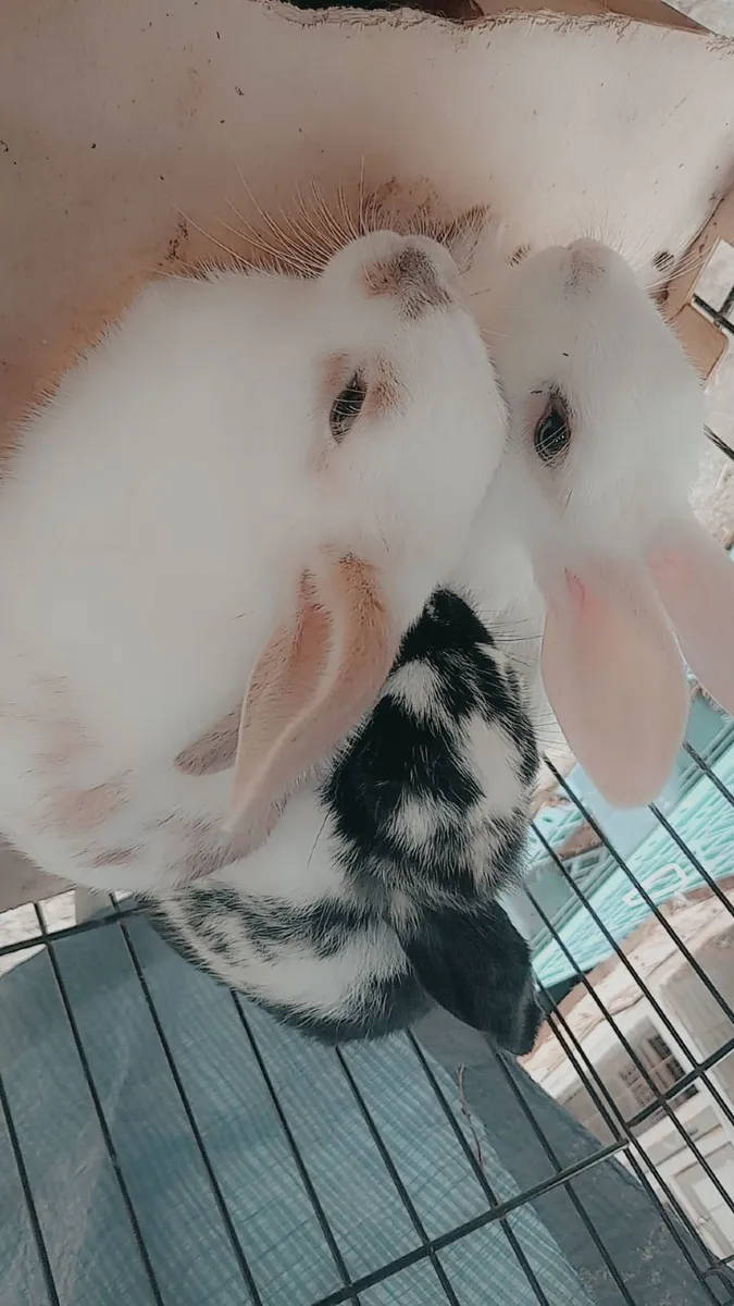 Rabbit also have full bred Mini Lops text for thos - Image 2