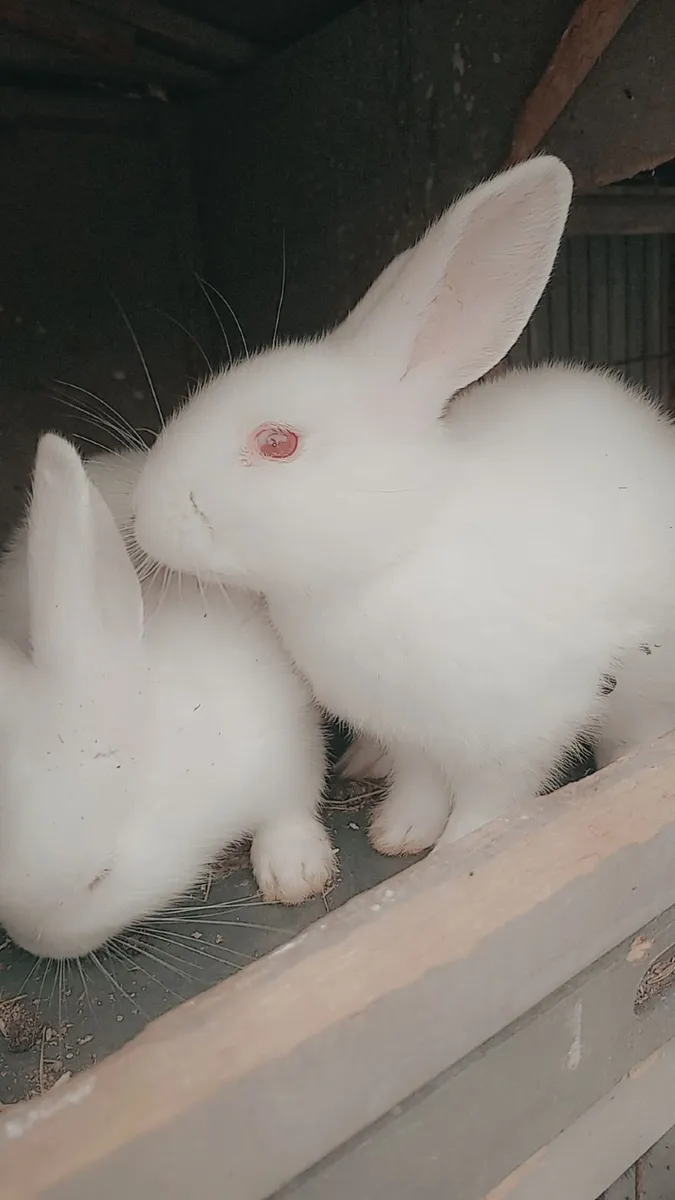 Rabbit also have full bred Mini Lops text for thos - Image 3