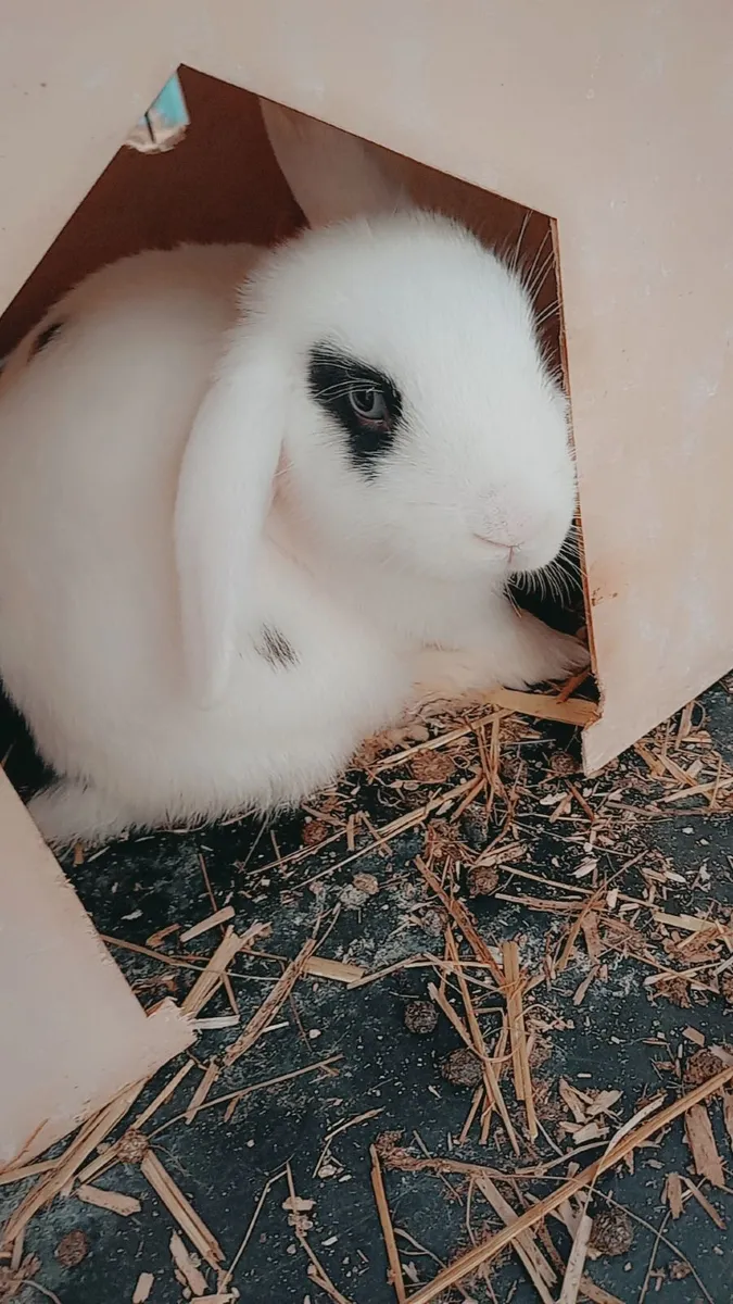 Rabbit also have full bred Mini Lops text for thos - Image 4