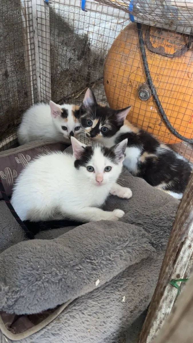 Kittens - Image 1