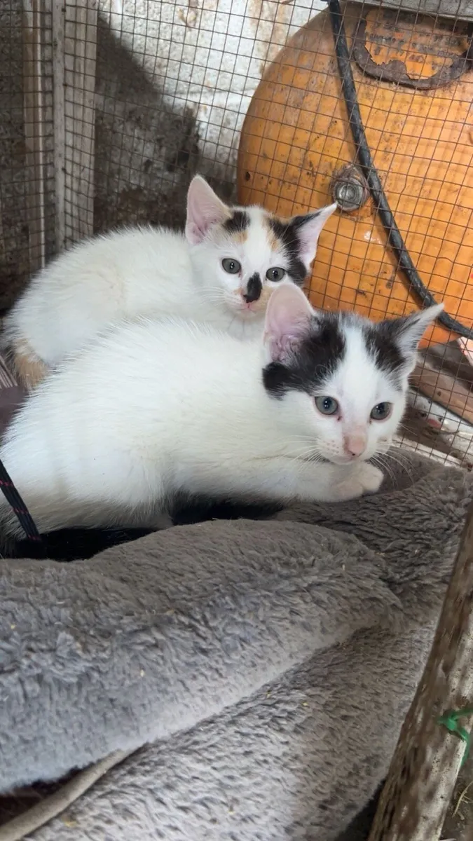 Kittens - Image 2