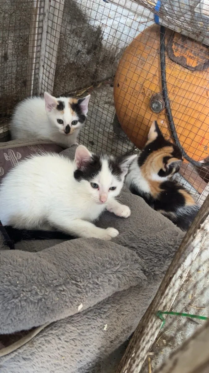 Kittens - Image 3