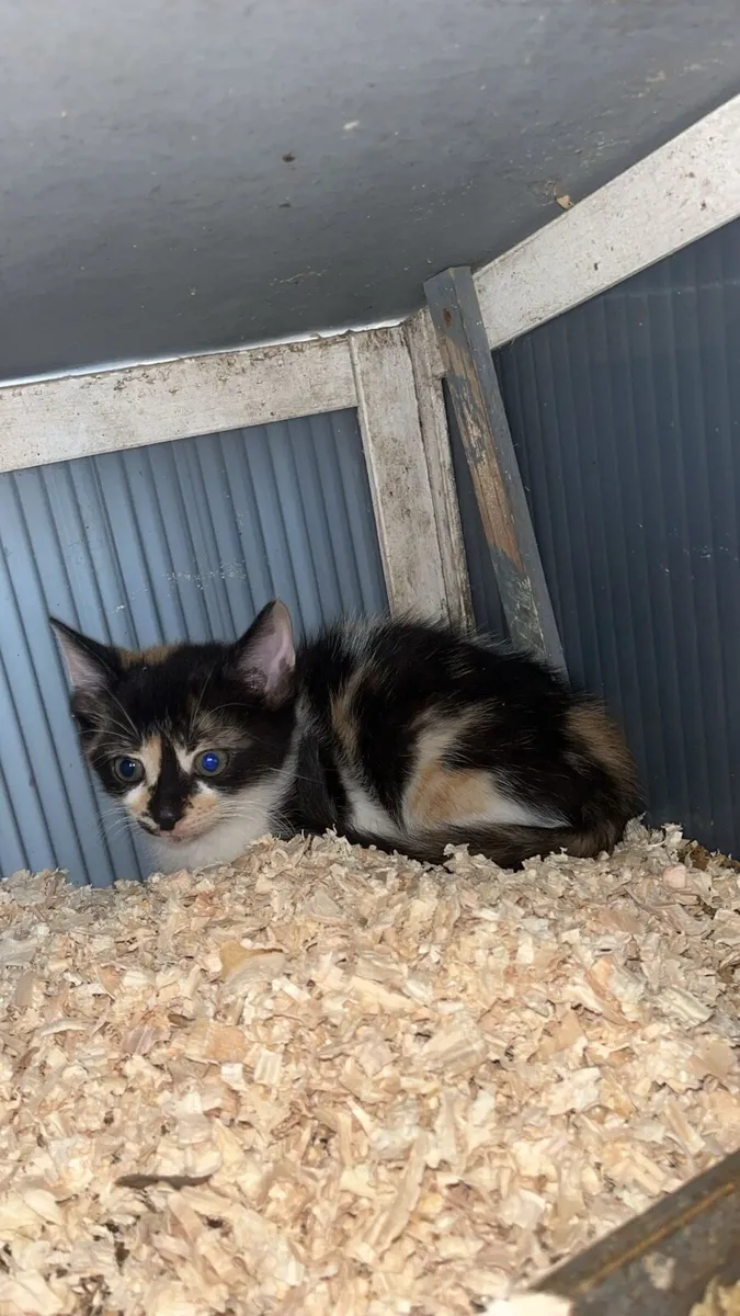 Kittens - Image 4