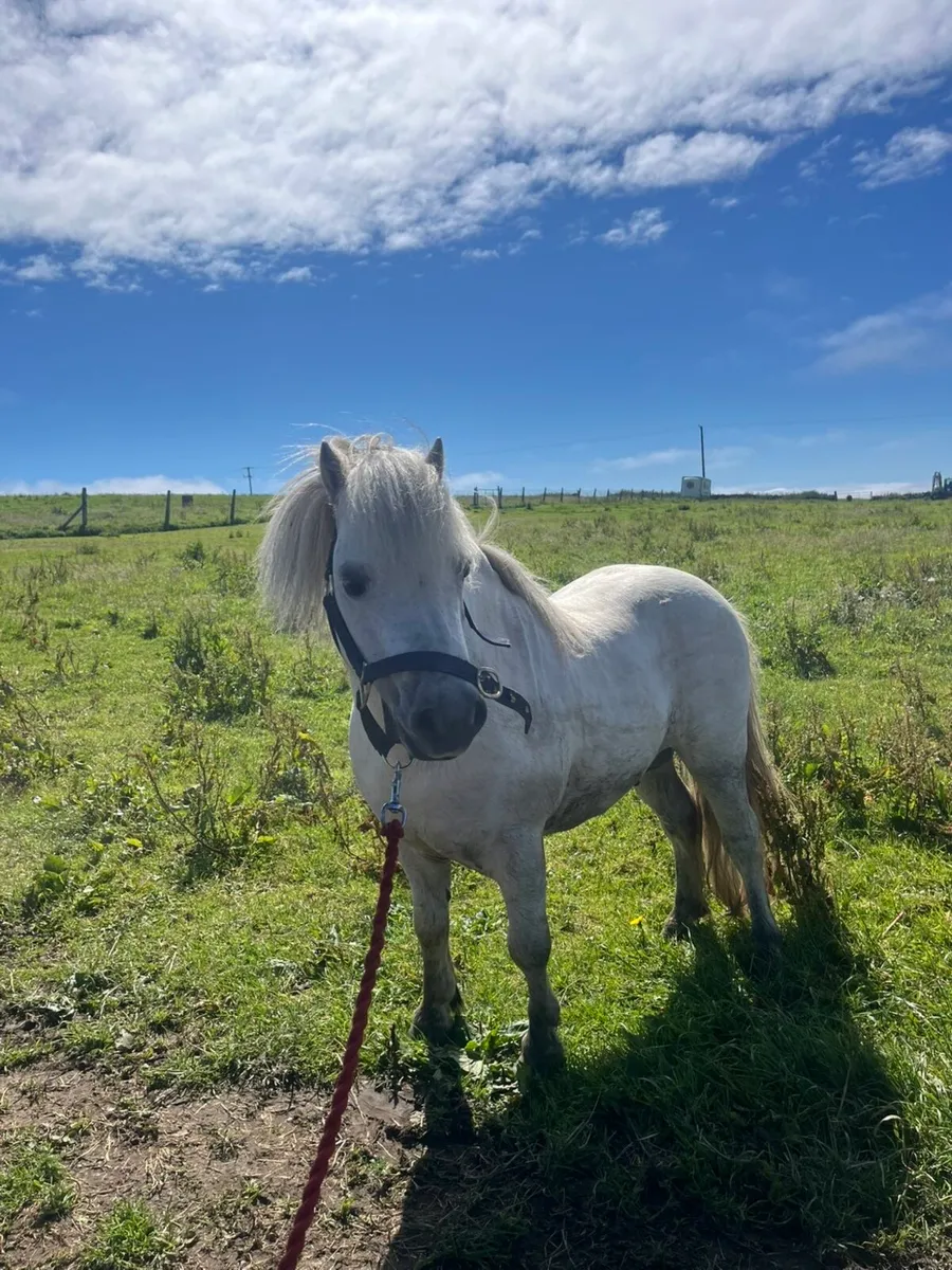 Farabella stallion - Image 1