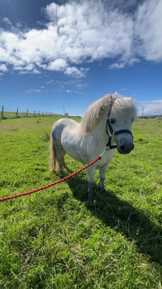 Farabella stallion - Image 2