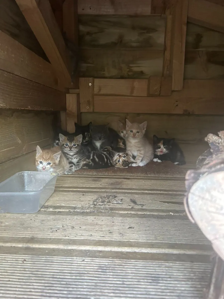 FREE KITTENS - Image 1