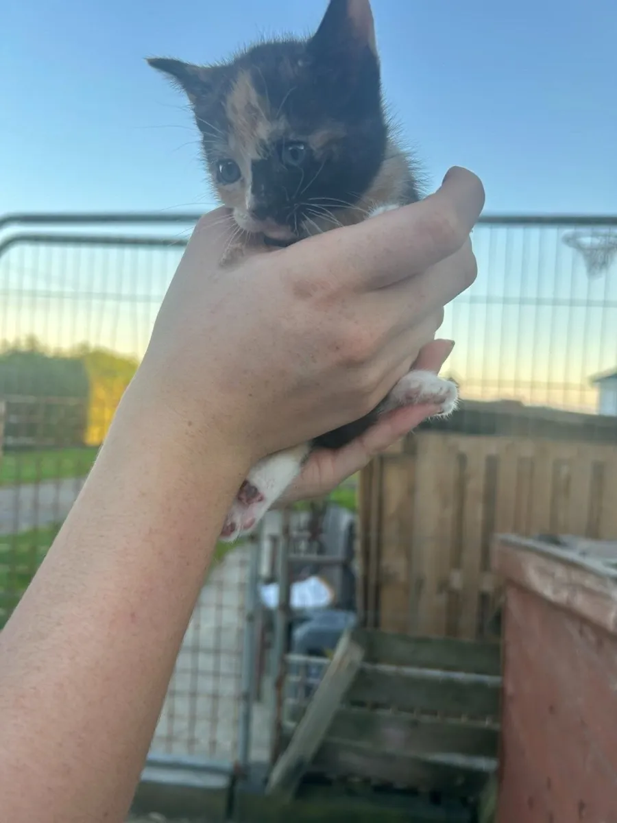 FREE KITTENS - Image 4