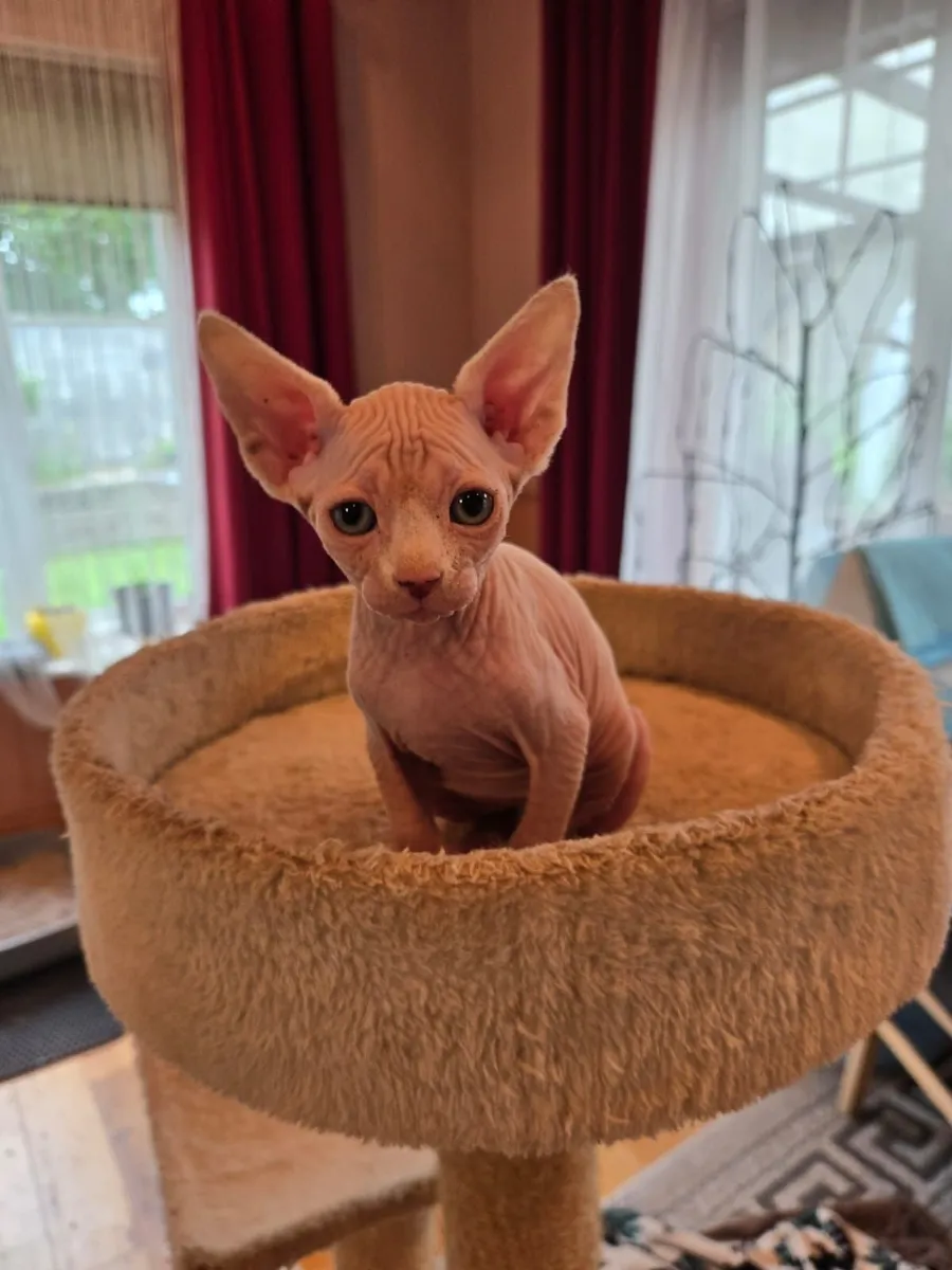 Sphynx Kittens For Sale 1 Month old - Image 2