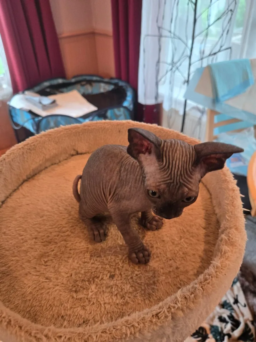 Sphynx Kittens For Sale 1 Month old - Image 3