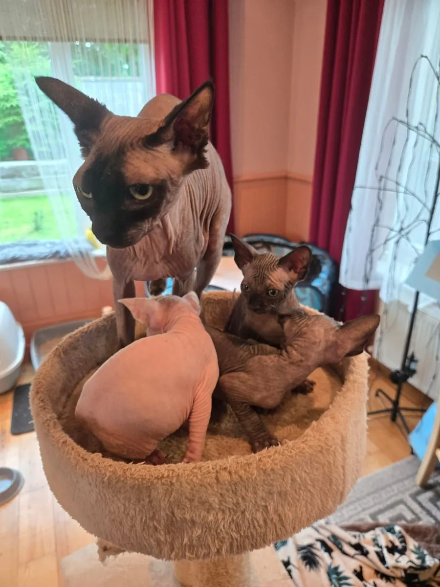Sphynx Kittens For Sale 1 Month old - Image 1