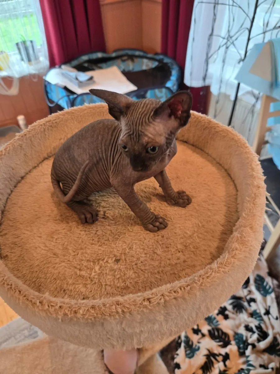 Sphynx Kittens For Sale 1 Month old - Image 4