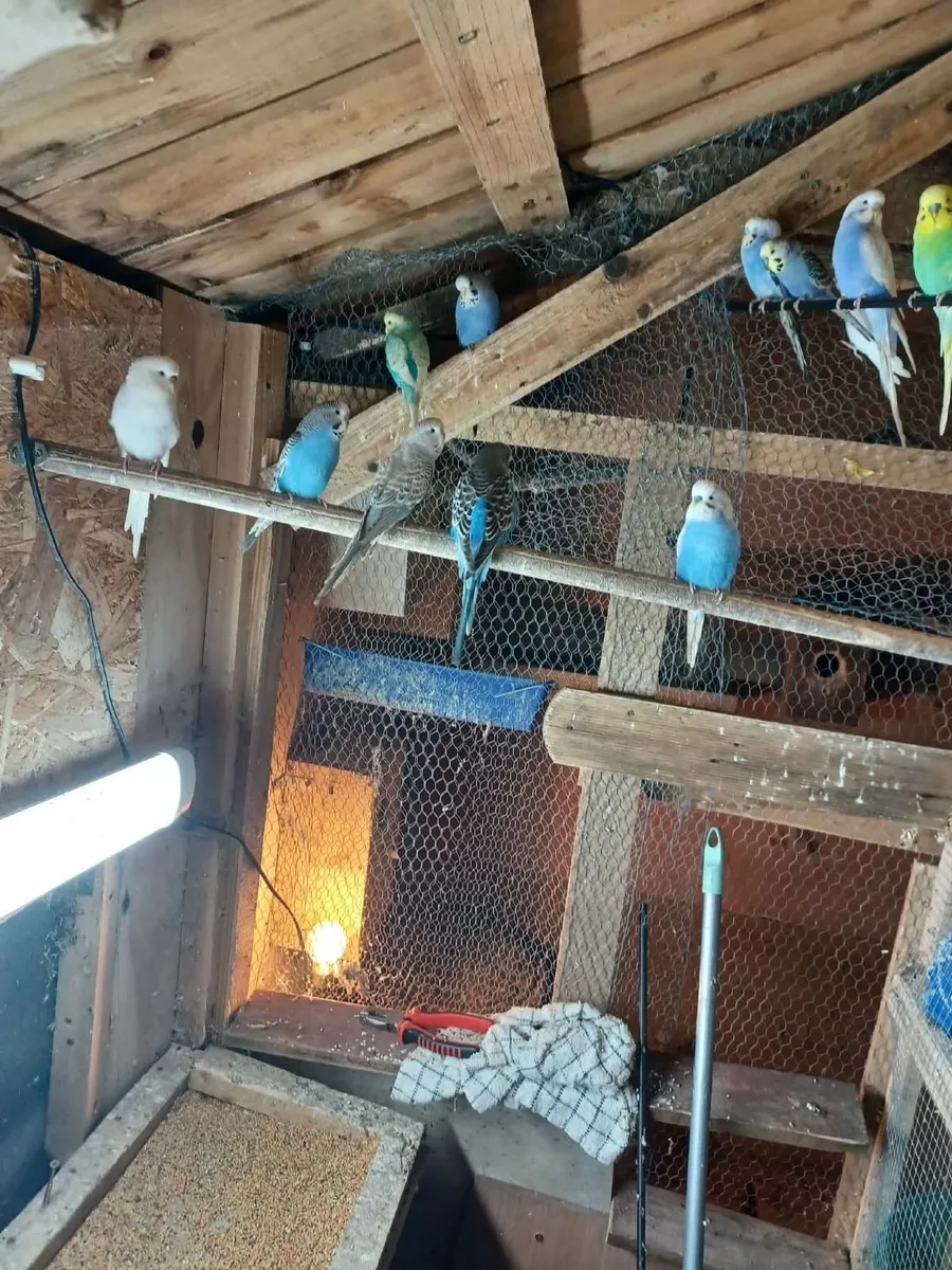 Birds - Image 3