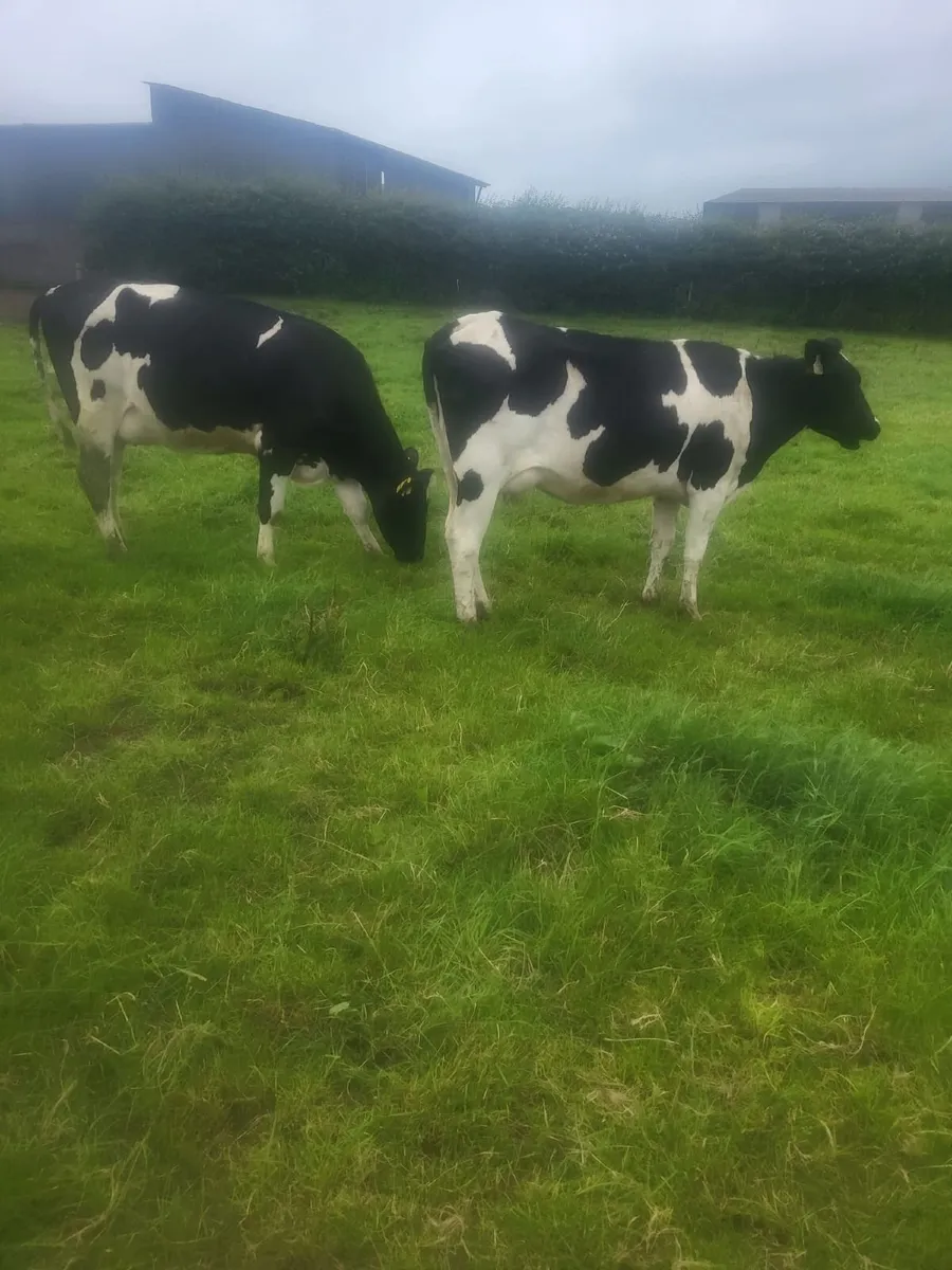 Friesan Heifers For Sale - Image 3