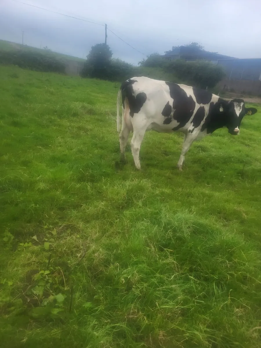 Friesan Heifers For Sale - Image 4