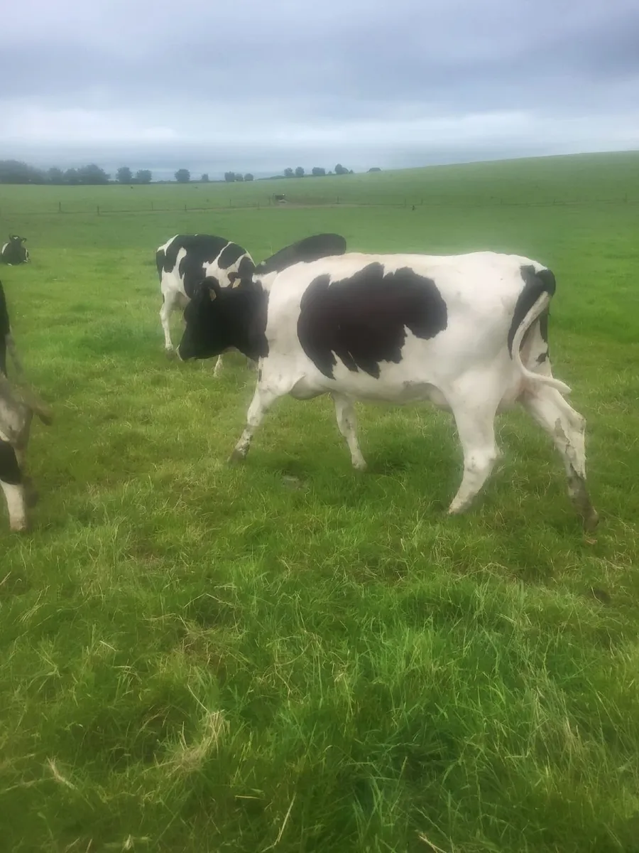 Friesan Heifers For Sale - Image 1