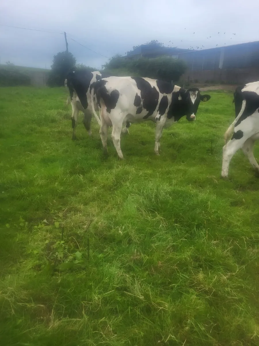 Friesan Heifers For Sale - Image 2