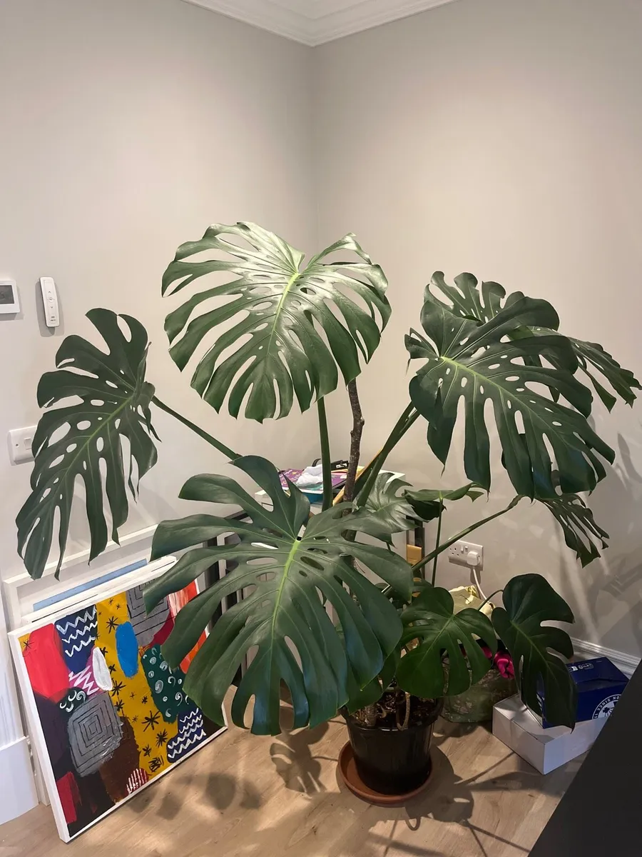 Mature Monstera 5 years old - Image 1