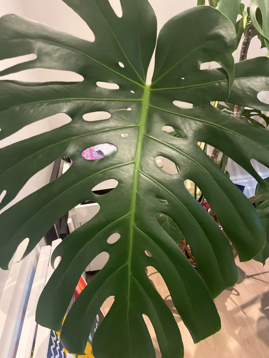 Mature Monstera 5 years old - Image 2