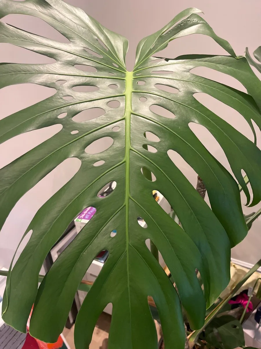 Mature Monstera 5 years old - Image 3