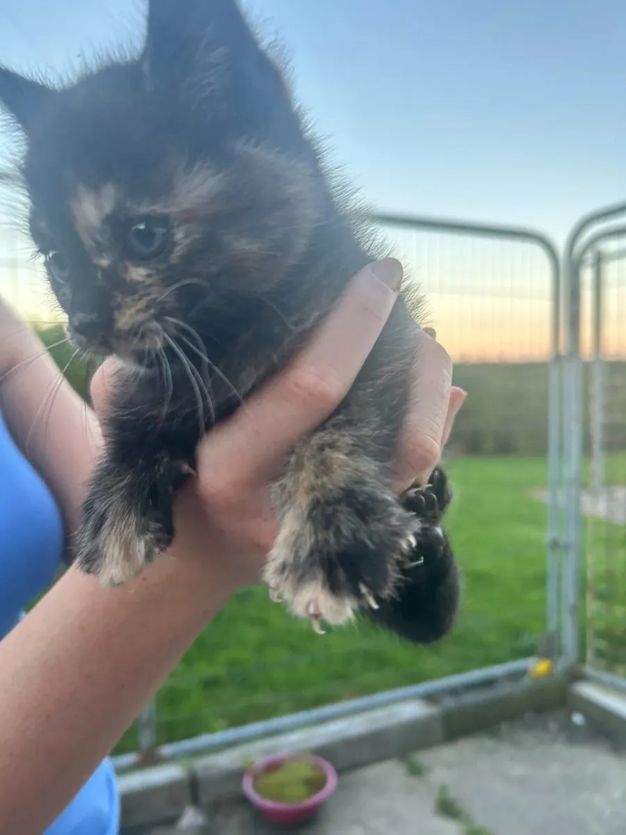 FREE KITTENS - Image 3