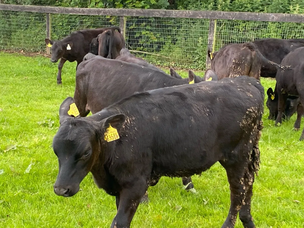 25 Top Quality Angus Heifers for Sale - Image 3