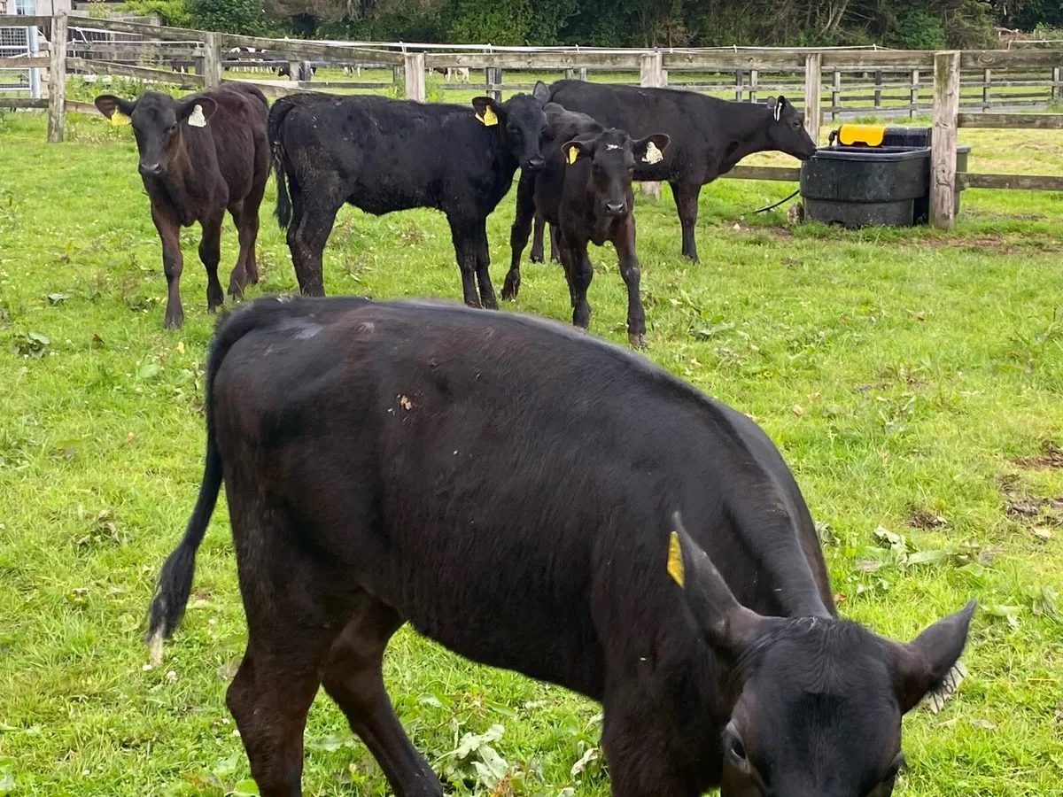 25 Top Quality Angus Heifers for Sale - Image 4